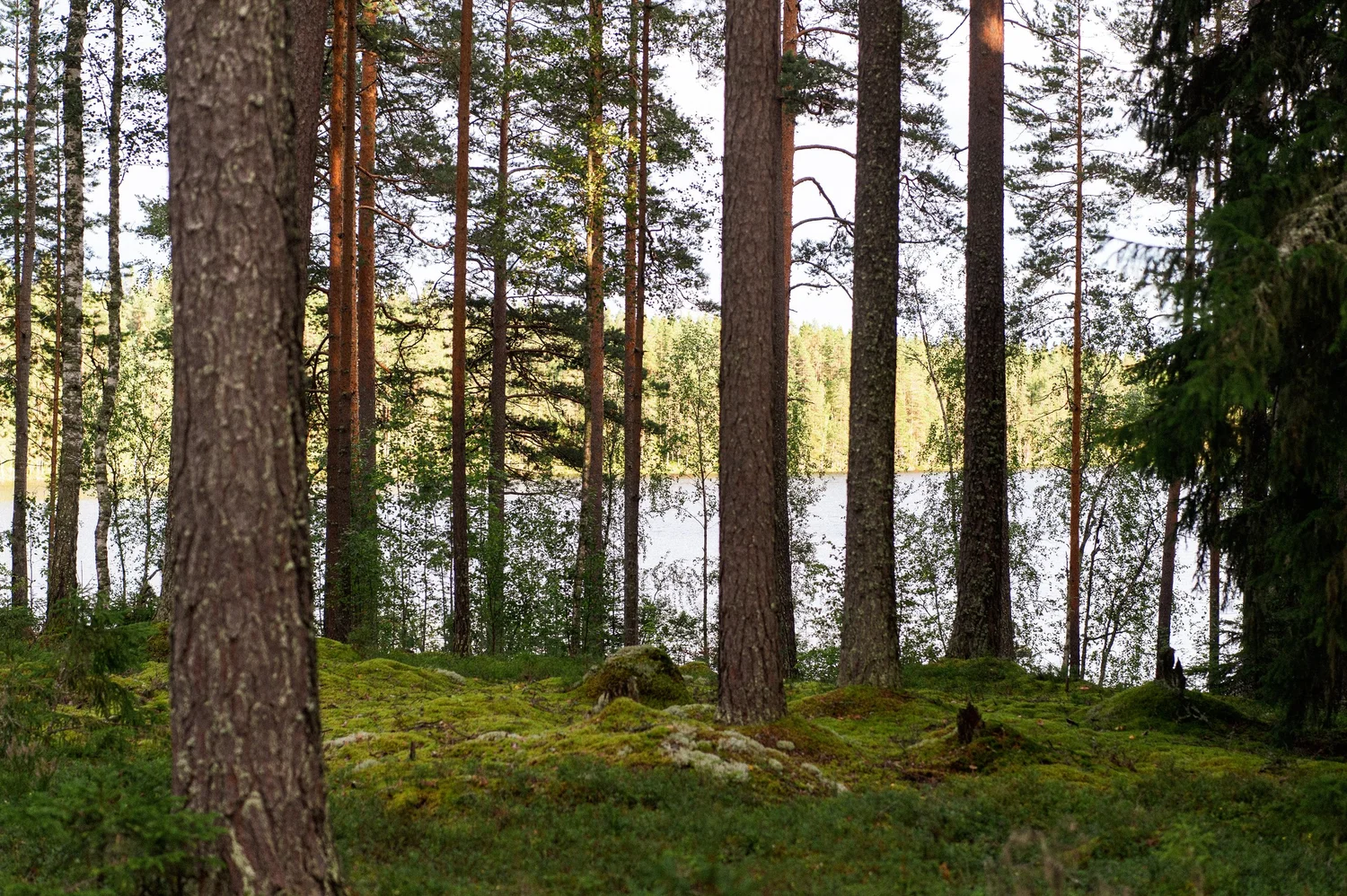 hunajanjyvä_kaidat_vedet_orupold176.jpg